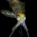 squid_reef_bigfin_pp_v_0142_alo0296.jpg